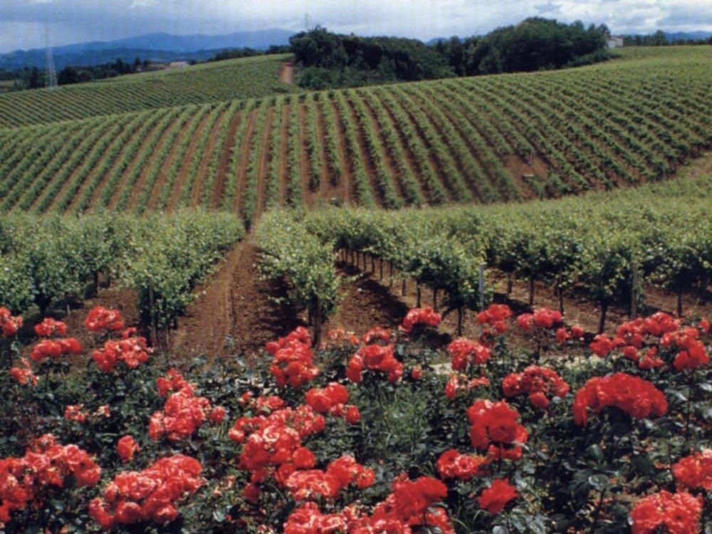 Agriturismo Tenuta La Marchesa Novi Ligure Zewnętrze zdjęcie